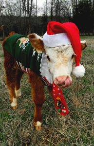 Holiday Gift Ideas for Cow Lovers and Dairy Farmers