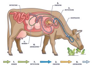A Diagram of a Cow's Digestive System containing Four Stomachs