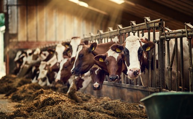 Slow Jams Make Cows Produce More Milk Study Says