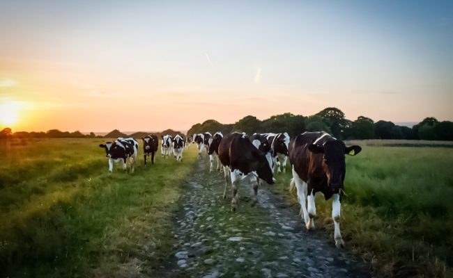 The facts on New England Dairy Farms