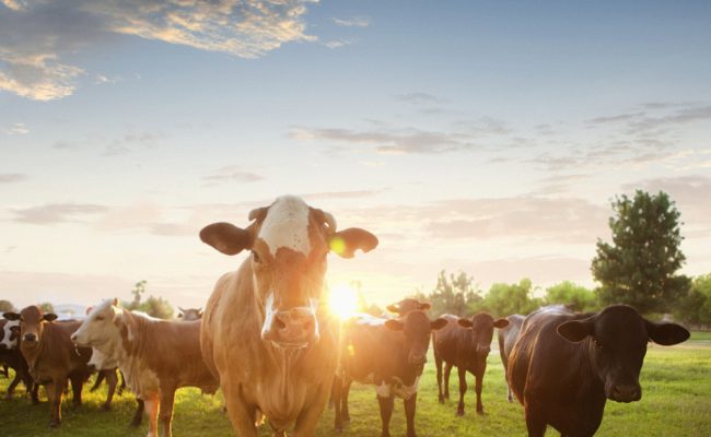5 Fun Facts You Didn't Know About Cows