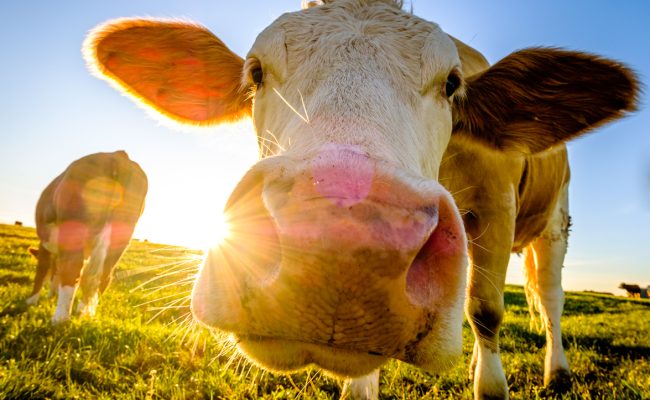 5 Fun Facts About Cows Debunking Common Myths