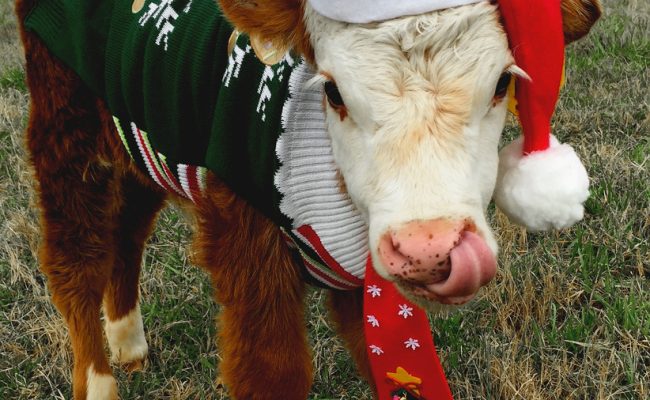Holiday Gift Ideas for Cow Lovers and Dairy Farmers