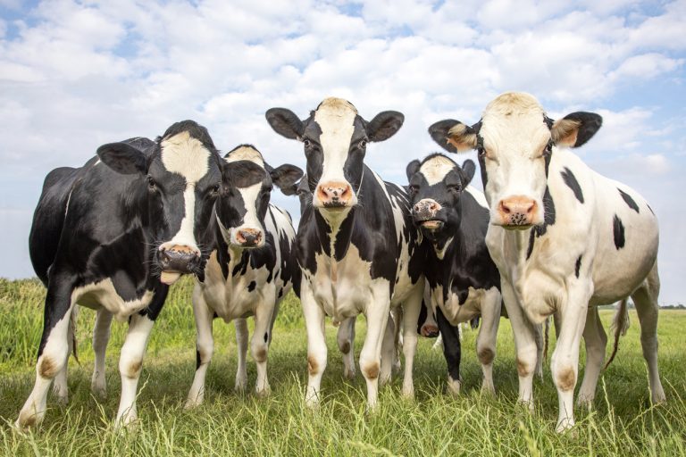 Big Beutiful Bill Agriculture Implications
